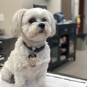 Meet your Posher, Wiam